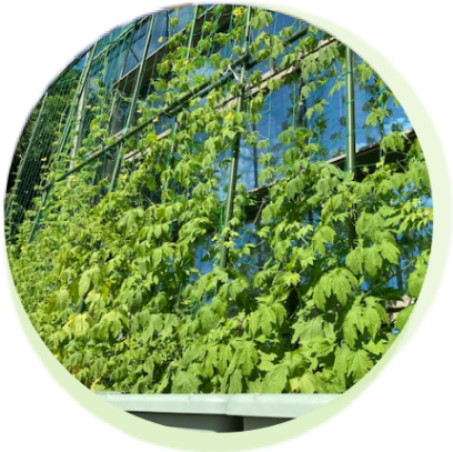 グリーンカーテン