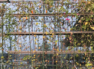 【グリーンカーテン状況⑩】今週グリーンカーテンの撤去が決定しました