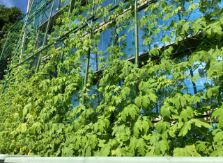 自然に優しく節電！今年もグリーンカーテン始めています
