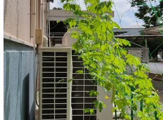 【グリーンカーテン状況③】2階の高さまでゴーヤが伸びてきています