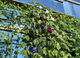 【グリーンカーテン状況⑤】豪雨にも夏の暑さにも負けず頑張ってくれています