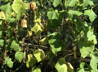 【グリーンカーテン状況⑥】お盆も終わり、葉がだいぶ黄色くなってきました　