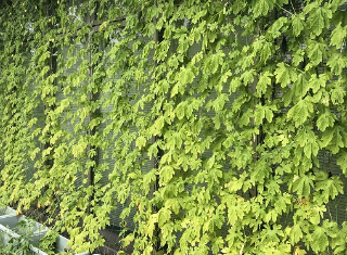 【グリーンカーテン状況⑦】夏の終わりでもゴーヤのカーテンは健在