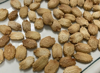 グリーンカーテン2022チャレンジが終了しました