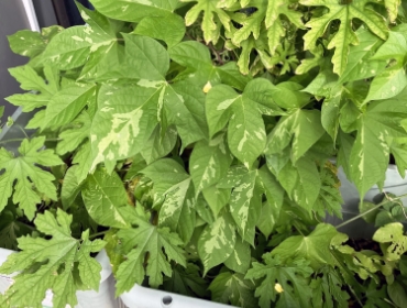 ゴーヤの間に植えた朝顔もようやく葉が目立ってきました
