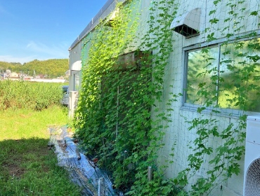 ゴーヤの葉の密度が増え、順調に成長している