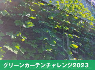 グリーンカーテンチャレンジ2023-4アイキャッチ