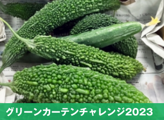 【グリーンカーテン⑥】青々と育ったカーテンが陽射しを防ぐ！