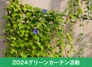 【グリーンカーテン記録】 猛暑に耐える！8月の振り返り